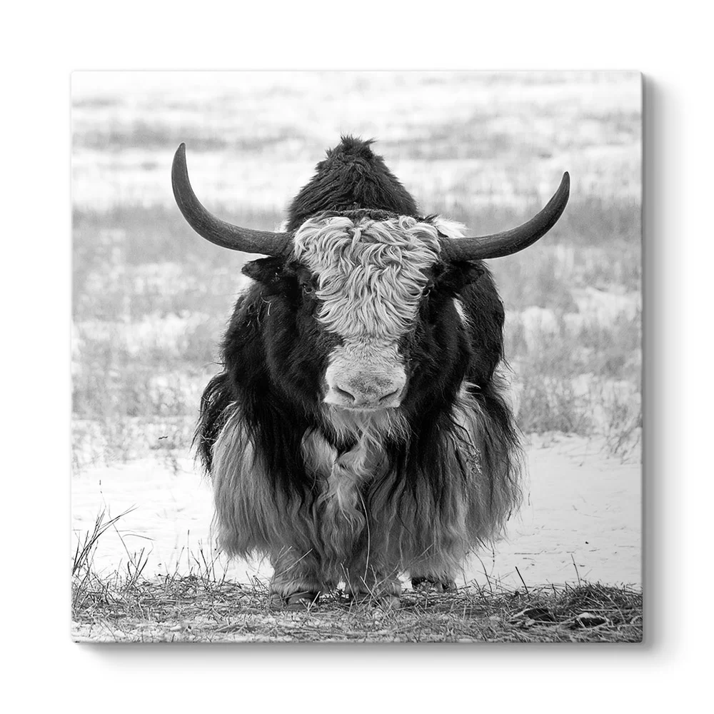 Bufalo Tablosu - Model 3
